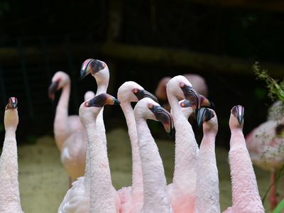 Das Bild zeigt eine Gruppe von Flamingos im Zoo von Aschersleben. 
